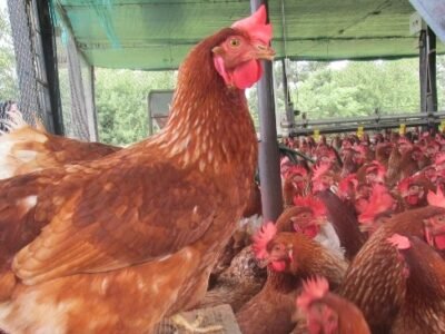 Gallinas (2)