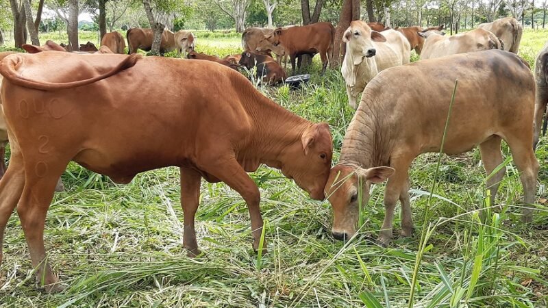 Ganadopequeño-1 (2)