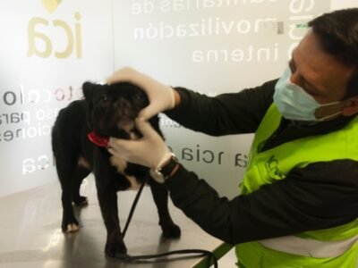 ICA-Nuevas-disposiciones-ingreso-de-mascotas-a-Estados-Unidos-2