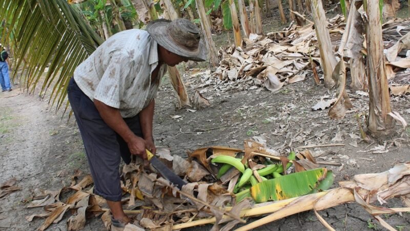 Platanicultoresafectadossequía (20)