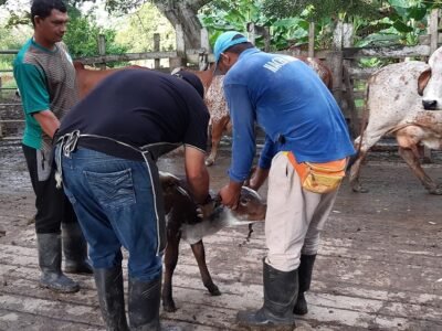 Vacunacióncontralaaftosa-animalespequeños