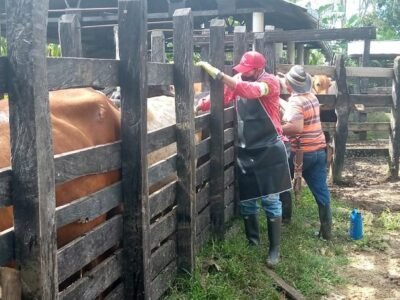 Vacunancontralaaftosa (2)