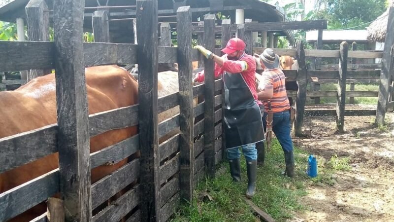 Vacunancontralaaftosa (2)