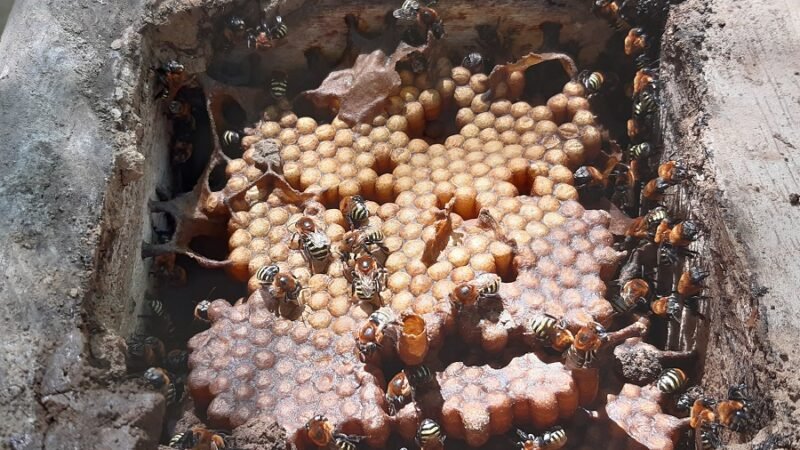 Abejacriolla (2)