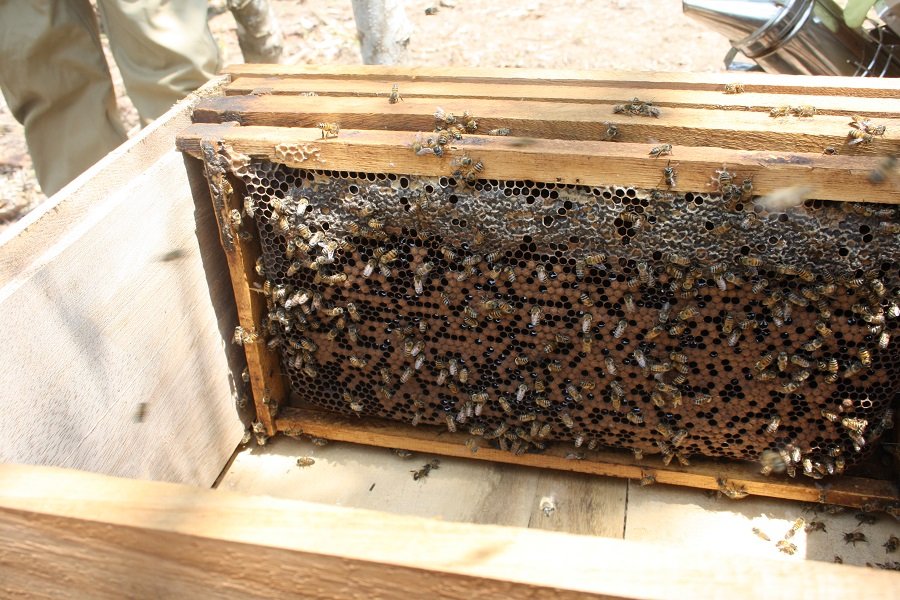 Abejas-miel