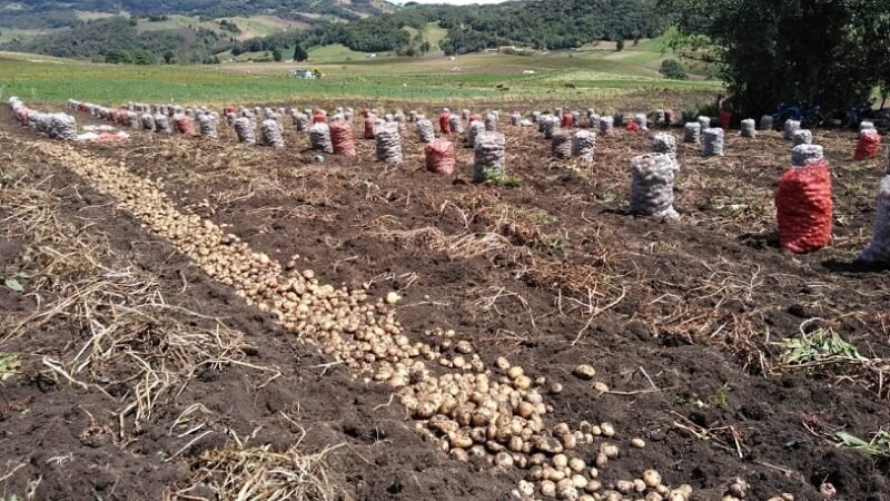 AgriculturaporContrato-papasembrada