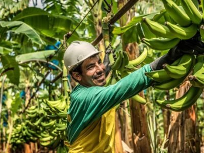 Banano-Uniban-trabajador
