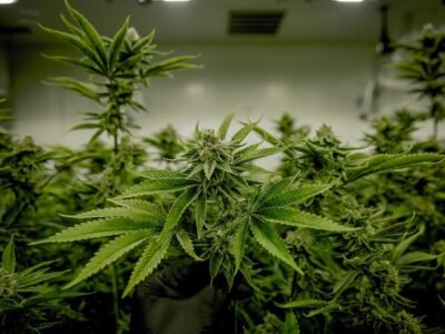 Cannabis-Colombia