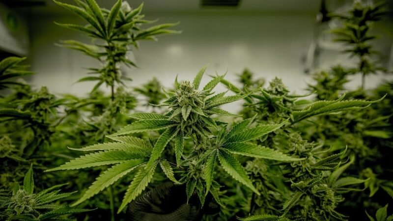 Cannabis-Colombia
