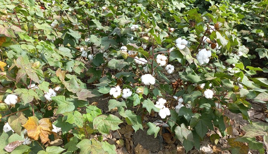 Cereté-cultivodealgodón-motapesada (2)