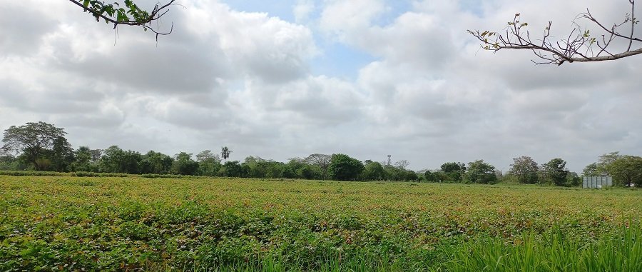 Cereté-cultivodealgodónconlaColorá (2)