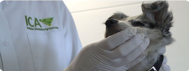 ICA-inspecciónenviaje-con-mascotas (2)