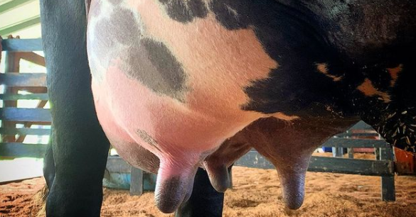 Ordeño-vacaganadoradelIIIConcursolechero (2)