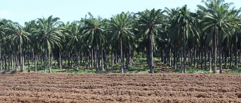 PalmadeAceite-Cartagena (73)