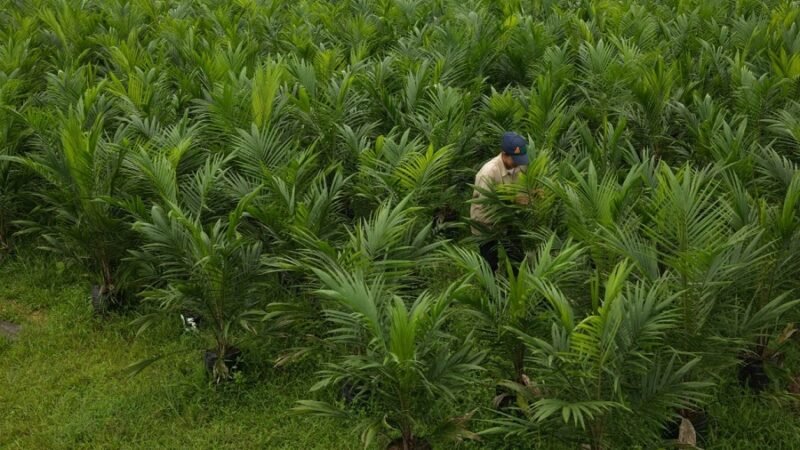 Palmicultor-MariaLa Baja 4 (2)