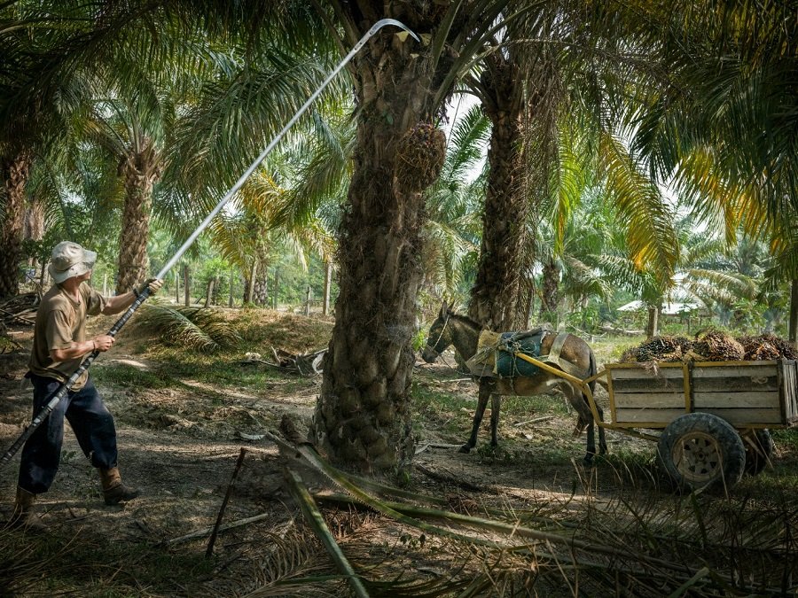 Palmicultor-MariaLaBaja 2