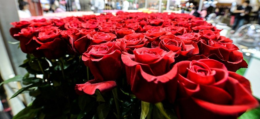 Las rosas y hortensias colombianas llegan a Marruecos - En nuestro campo