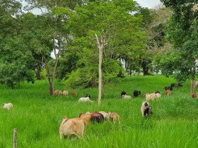 UPB-AgropecuariaTabaidá (2)