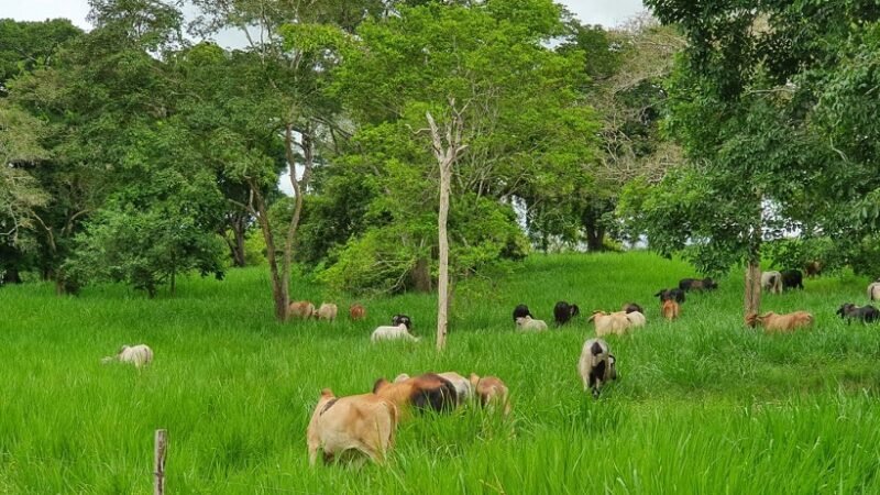 UPB-AgropecuariaTabaidá (2)