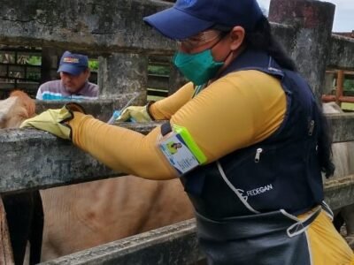 Vacunaciónantiaftosa2 (3)