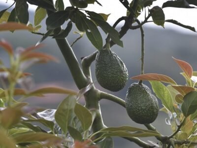 AguacateHassenlamata