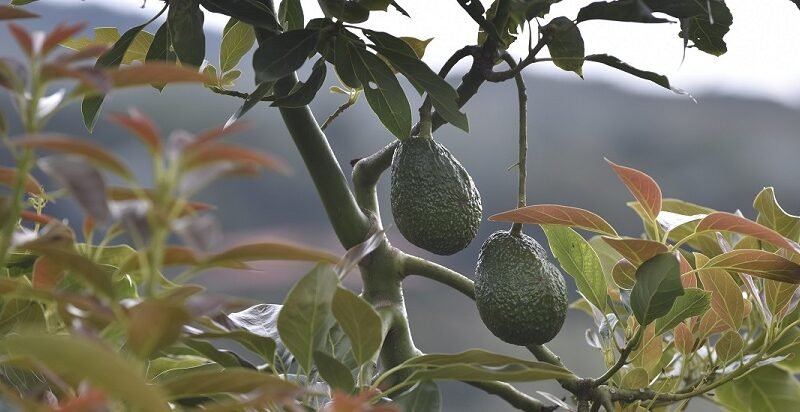 AguacateHassenlamata