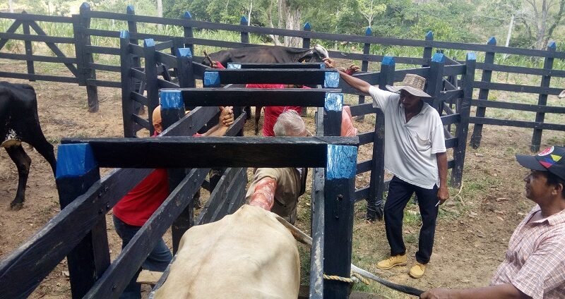 AlianzasProductivas-mejoramientogenético (2)