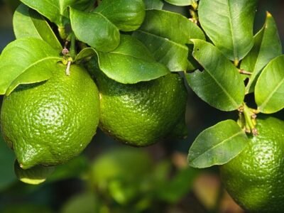 Antioquia-Lima Tahití (2)