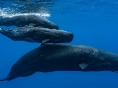 Sperm whale