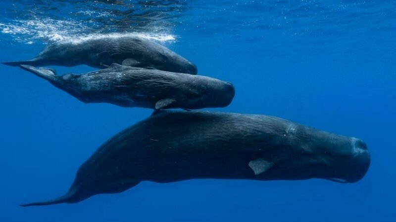 Sperm whale