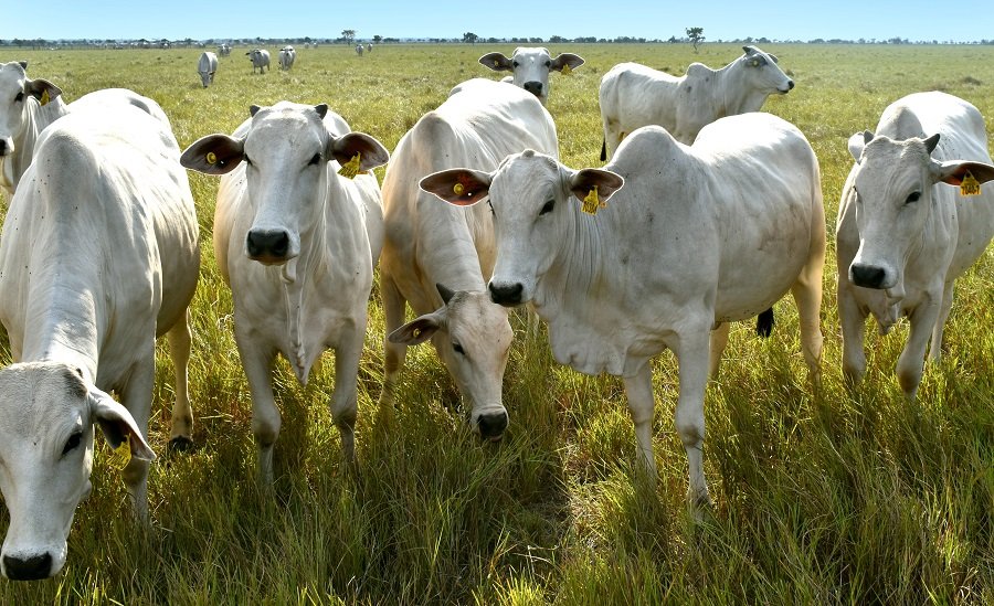 CCI-Hacienda Santa San José-ganadoNelore (2)
