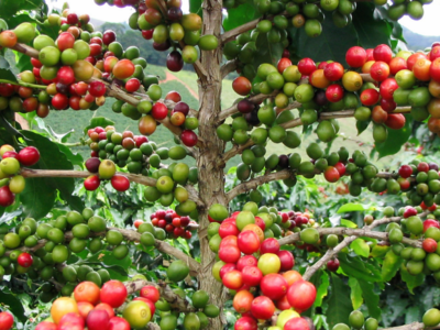 Caférojo-buennúmero (2)