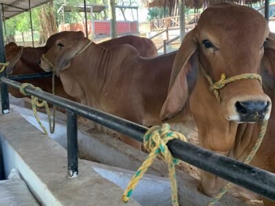 Expoterneros-entradadebrahmanrojo (2)