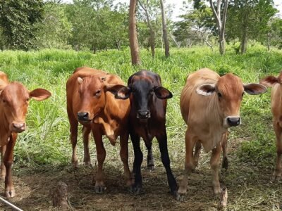 Ganado-variashembrasjóvenes (2)