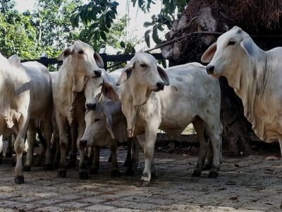 Ganadoblancoparasubasta (2)