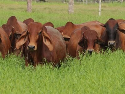 Ganadobrahmanrojo-delaApp (3)