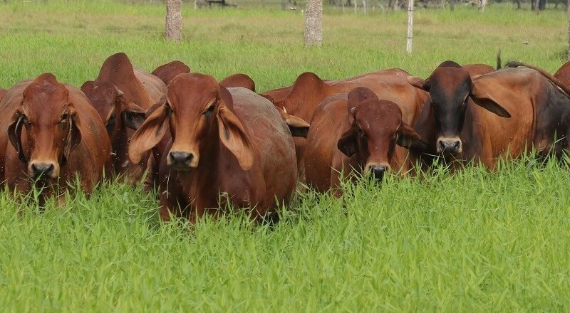 Ganadobrahmanrojo-delaApp (3)