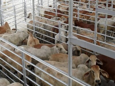 Ganadoencorralesparasacrificio (2)