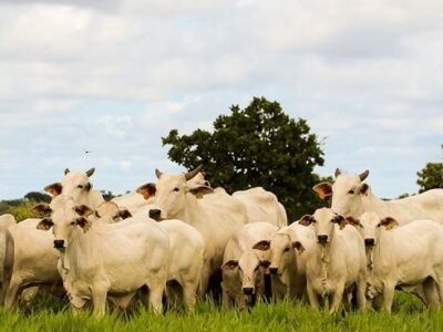 HaciendaSanJosé-Orinoquía (3)
