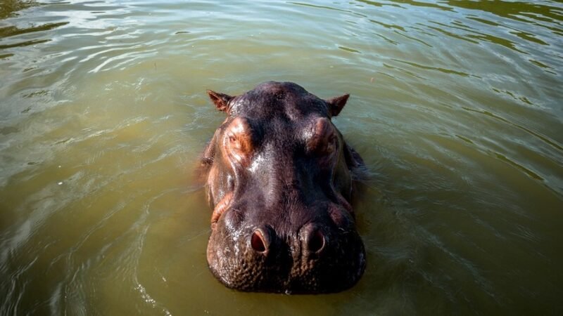 Hipopótamoenelagua-FotoInstituto Alexander von Humboldt (2)