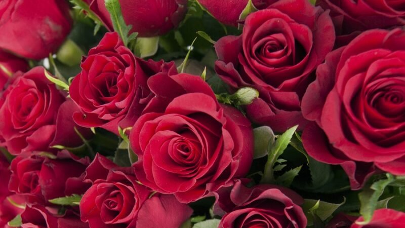 LATAM Cargo (2)-Flores-