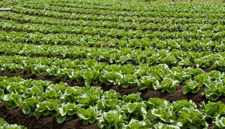 Lechuga-cultivo (2)