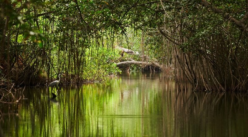 Manglar- (3)