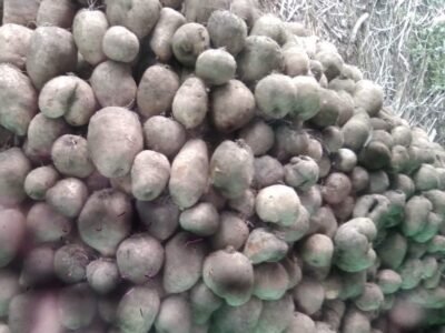 ÑamedeMoñitos-paraexportar (3)