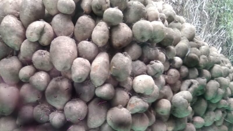 ÑamedeMoñitos-paraexportar (3)