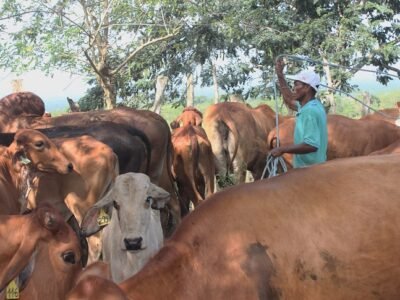 Pdet-PME-ganadería (2)