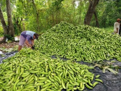 Plátano-seleccionan
