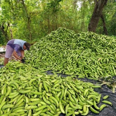 Plátano-seleccionan