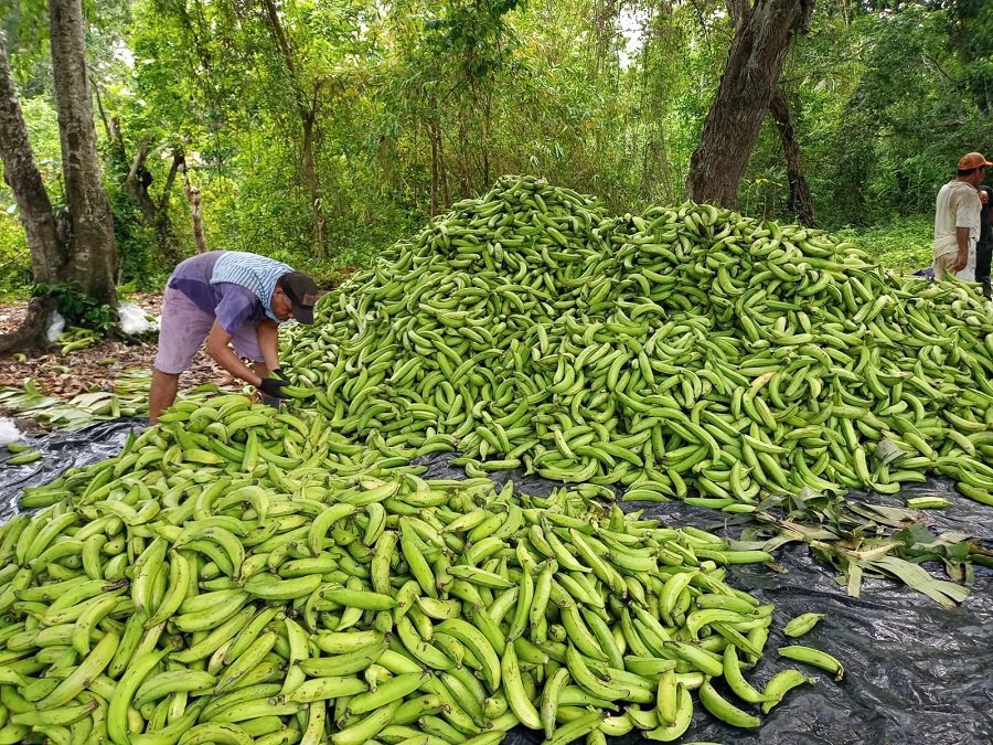 Plátano-seleccionan