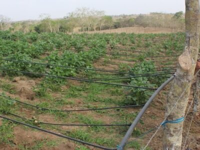 Proyecto-Ovinos-entregadecarneros (7)